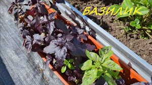 Базилик, выращивание без рассады, двойной урожай.