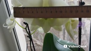 Орхидеи красиво цветут. Не устаю любоваться