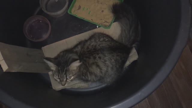 Спасение котёнка от мороза. Как сделать пространство в доме для кошки / кота. Воспитание. Кормление. смотреть онлайн