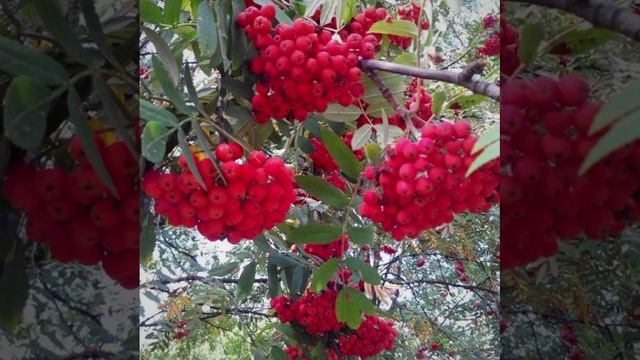 Рябина © Copyright: Бронислав Сычёв, 2022 Свидетельство о публикации №122110102468 смотреть онлайн