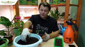 Зимний огород. Томаты взошли - что дальше?