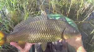 в ЖАРУ ловлю КАРПА!!! (сломал катушку)