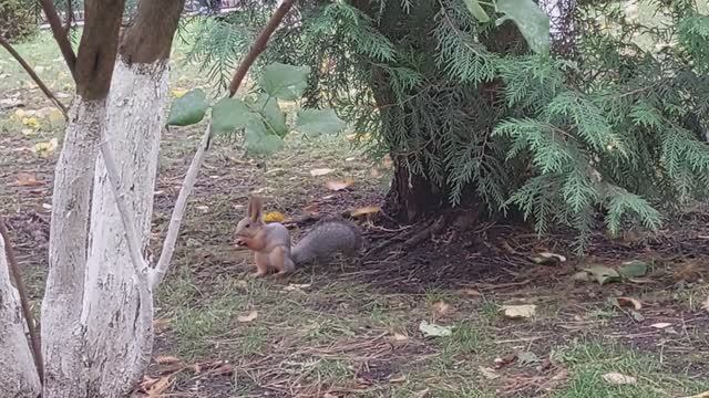 Белка и голубь. Белка прячет орехи. А голубь ищет клад белки смотреть онлайн