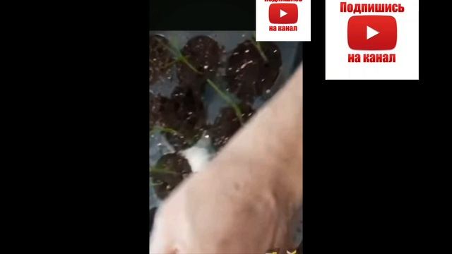 Лук эксибишен как правильно вырастить рассаду