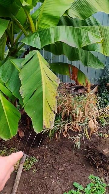 Банан смотреть онлайн