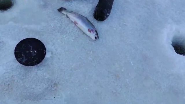 Поимка Форели на пасту смотреть онлайн