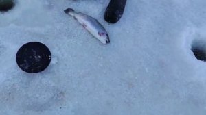 Поимка Форели на пасту