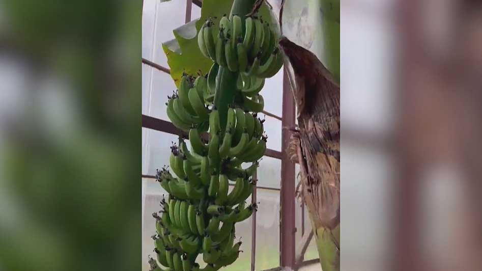 В Абхазии выращивают несколько видов тропических фруктов смотреть онлайн