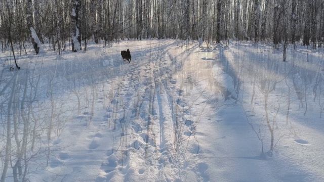 Канадский волк - гибрид. Январские морозы. Минус 35 смотреть онлайн