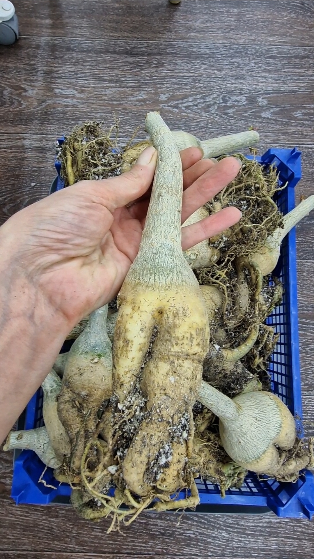 Подвой на весну. Пока в лоточке храню до апреля. смотреть онлайн