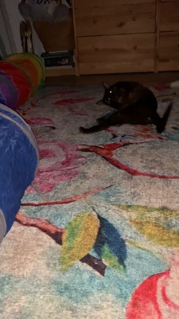 С характером котик смотреть онлайн