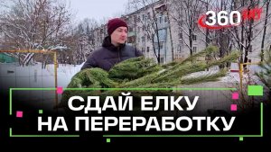 Праздники прошли, а елка осталась: что делать с новогодним деревом?