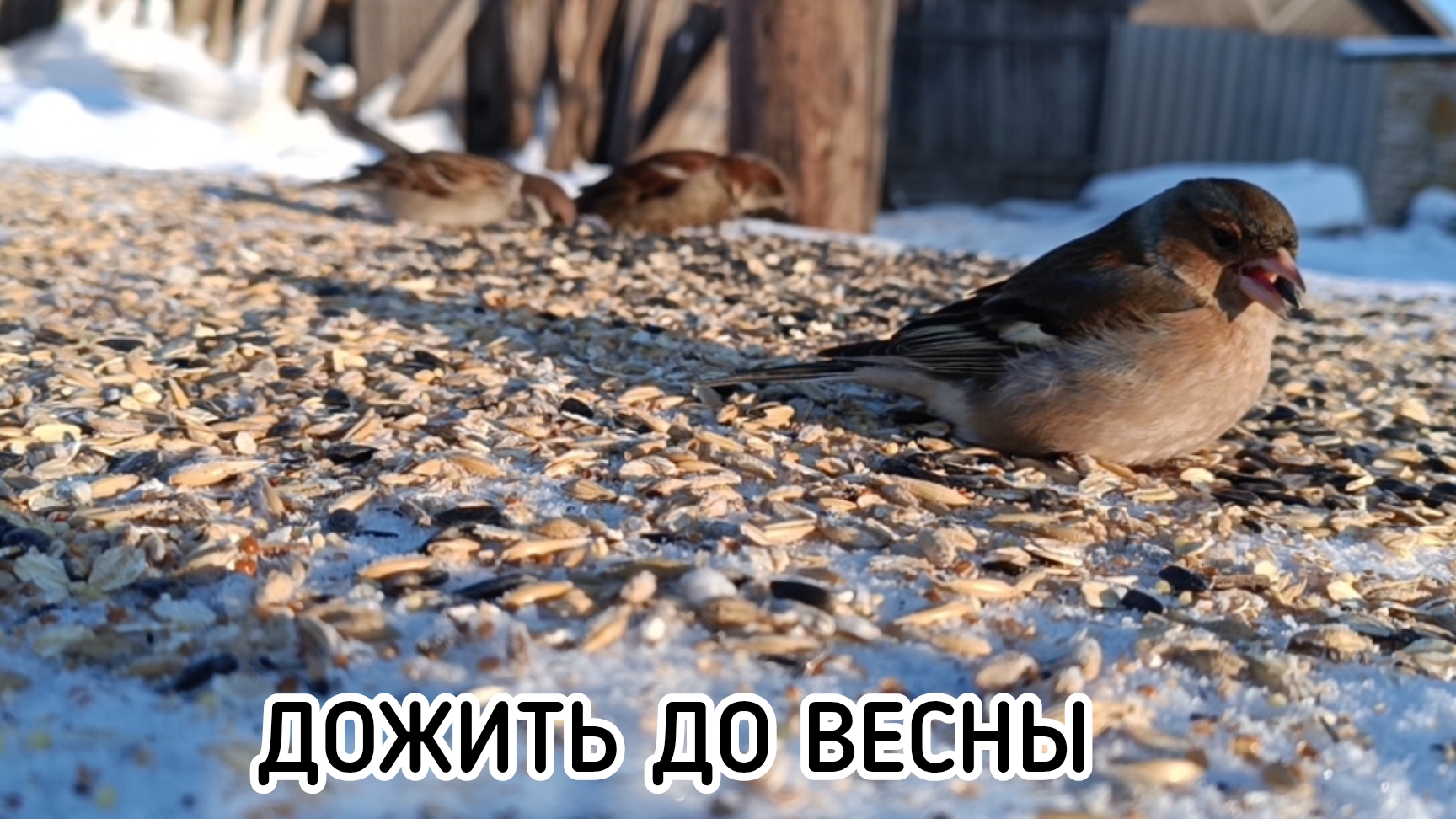 ПОКОРМИТЕ ПТИЦ ЗИМОЙ !!! 🐦⬛ смотреть онлайн