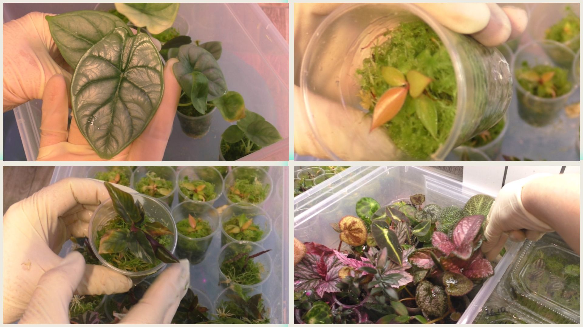 Ревизия в цветочных контейнерах с клонами и черенками. Уход за цветами. смотреть онлайн