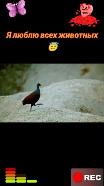 Я люблю всех животных😇 смотреть онлайн