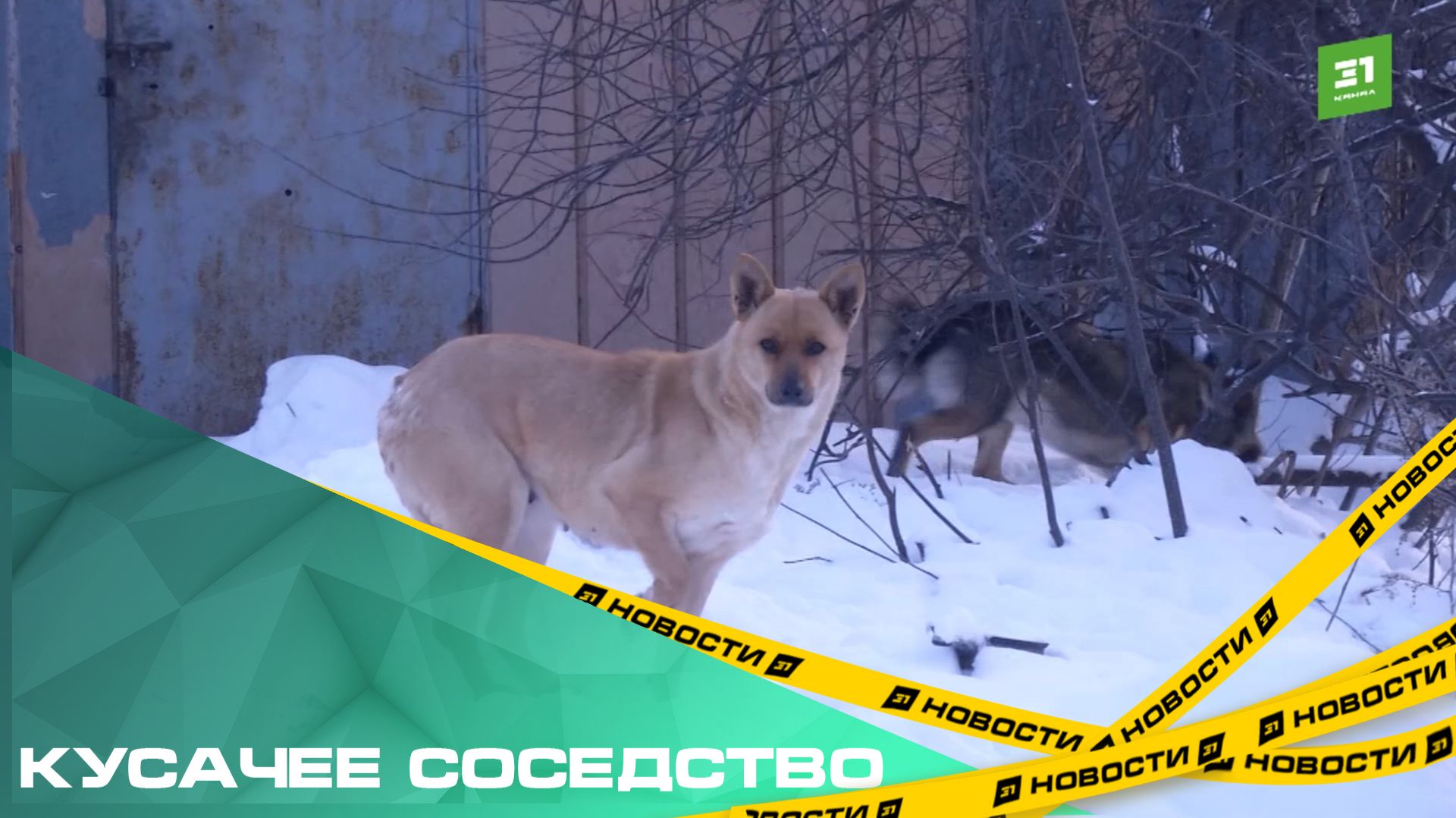 Кусачее соседство. Собаки на самовыгуле несколько лет пугают жителей Большого Баландино смотреть онлайн