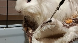 Морская свинка RUTUBE - смотреть видео онлайн, бесплатно ТРАНСЛЯЦИЯ