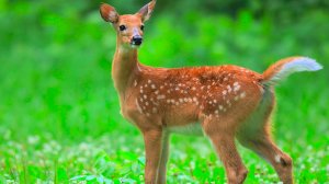 Dolby Vision‑приключение: мир животных