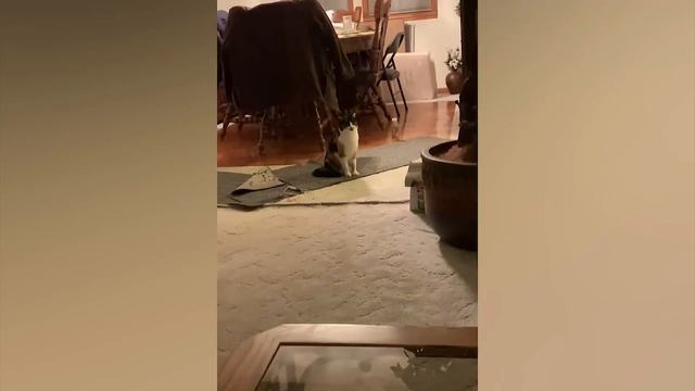 КОТИКИ СМЕШНЫЕ ВИДЕО ПРО КОТИКОВ