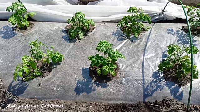 При такой посадке Томаты завалят урожаем смотреть онлайн