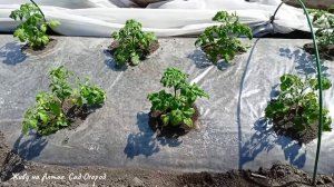 При такой посадке Томаты завалят урожаем