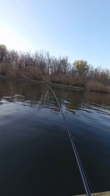 Троллинг на лодочном моторе Нептун 23. смотреть онлайн