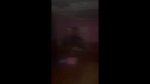 Более 20 котов сварились заживо из-за прорыва трубы в хабаровском приюте