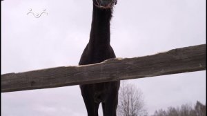 Из города в деревню. Вып. 01. Конная академия