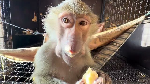 Манечка одним зубиком ест мясо быстрее чем Люся и Степа всеми зубами😁 смотреть онлайн