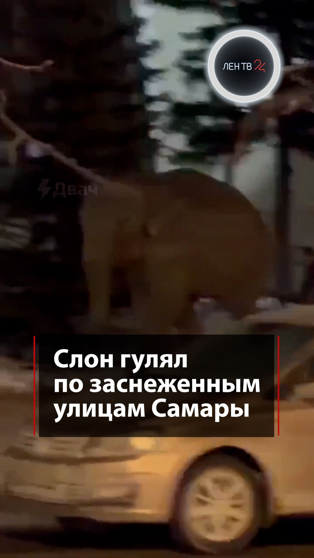 Слон гулял по заснеженным улицам Самары смотреть онлайн