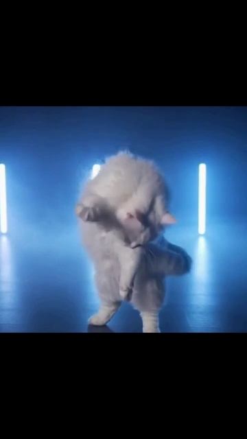 коты танцы веселые танцуют животные видео