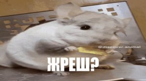 ШИНШИЛА КУШАЕТ #1 | KEK