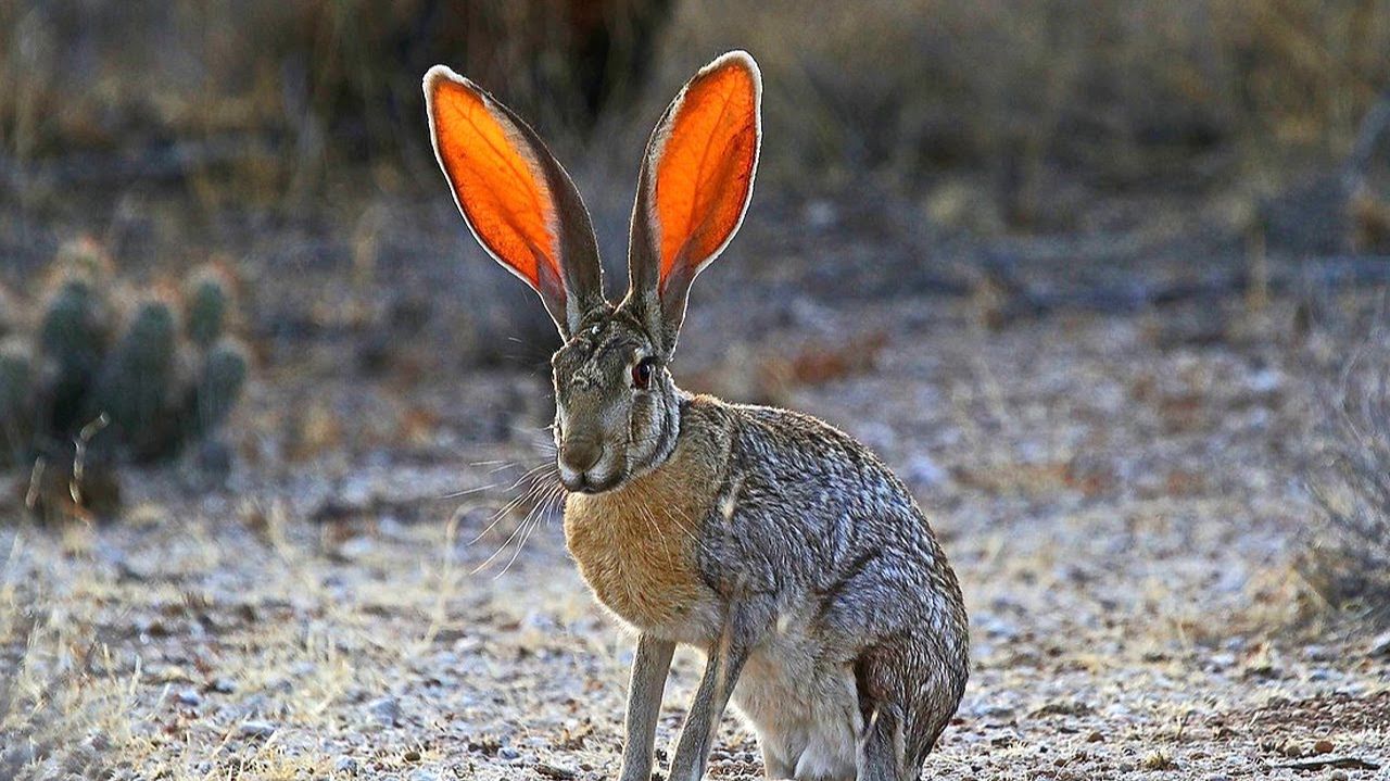 Самые Ушастые Животные на планете! Они слышат всё смотреть онлайн