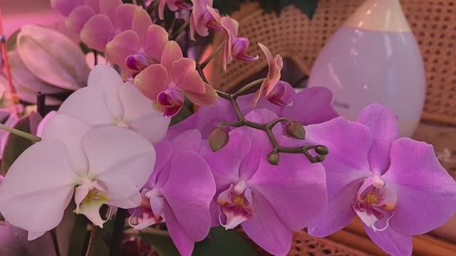 Орхоутро. Орхидеи с гигантскими цветами. смотреть онлайн