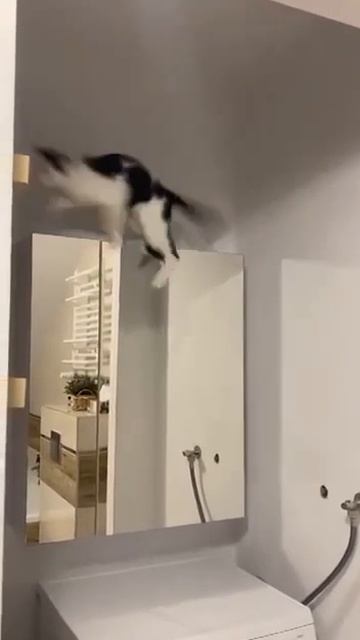 Mr. Хаос смотреть онлайн