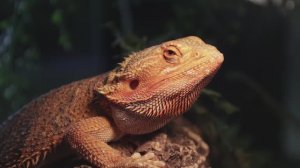 В Армавире до 23 февраля будет работать выставка пауков и рептилий «Тайна хищных»