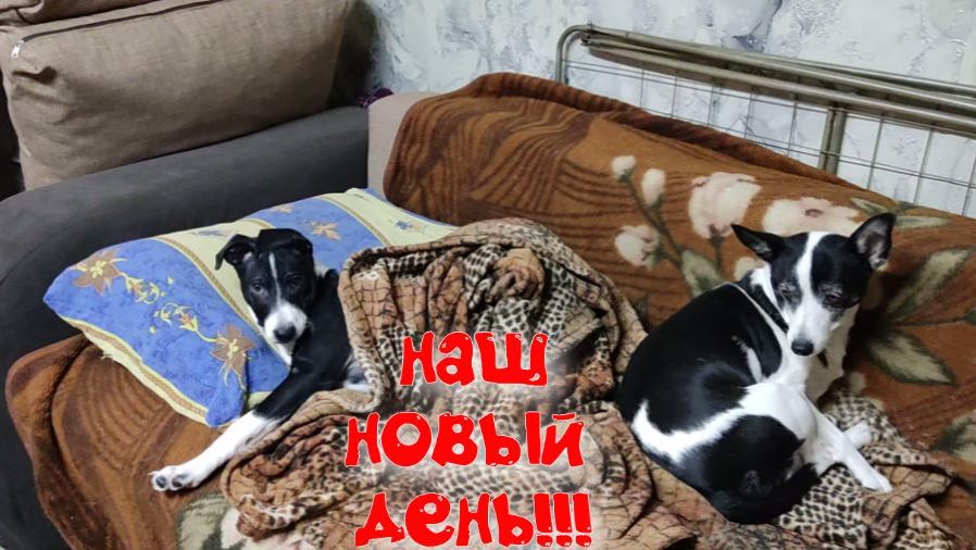 НАШ Новый день в деревне !!Дима ремонтирует компьютер.СОНЧАС.ДЕРЕВЕНСКАЯ ЖИЗНЬ смотреть онлайн