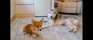 причёска чёлка с двумя хвостами