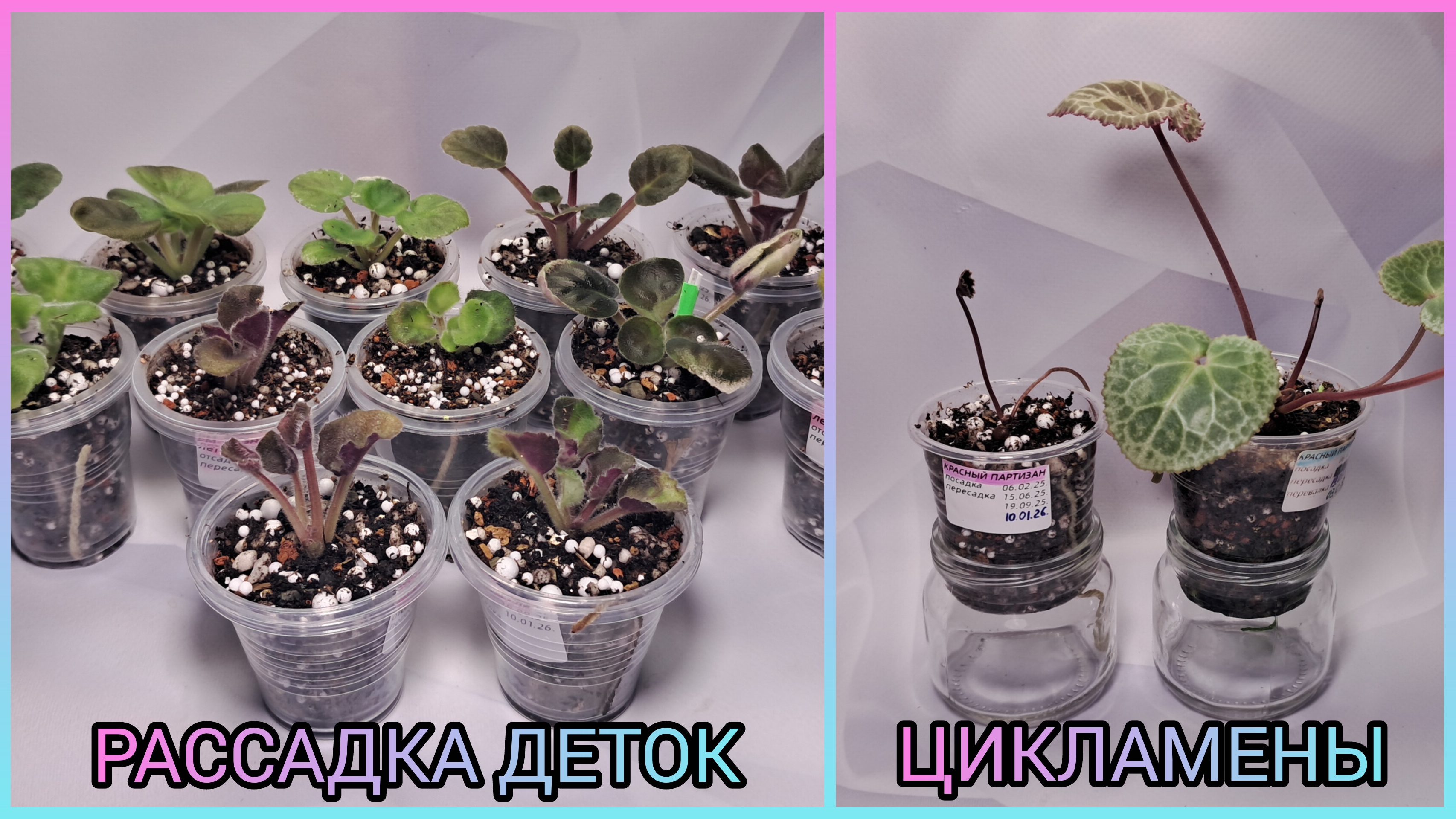 Отсадка и рассадка деток фиалок. Пересадка цикламена. смотреть онлайн