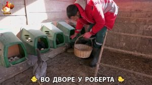Содержание кур в домашних условиях и других птиц во дворе у Роберта 🐣🐤🦆🐔🪿🦃 (403)