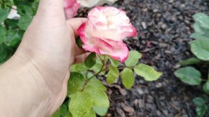 Роза 'Нина Вейбул' (Nina Weibull) в нашем саду 2025