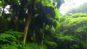 Дождь в лесу. 🌲Нежные звуки природы для глубокого сна, концентрации и полного расслабления