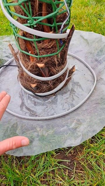 Как я укрываю пальмы на зиму смотреть онлайн