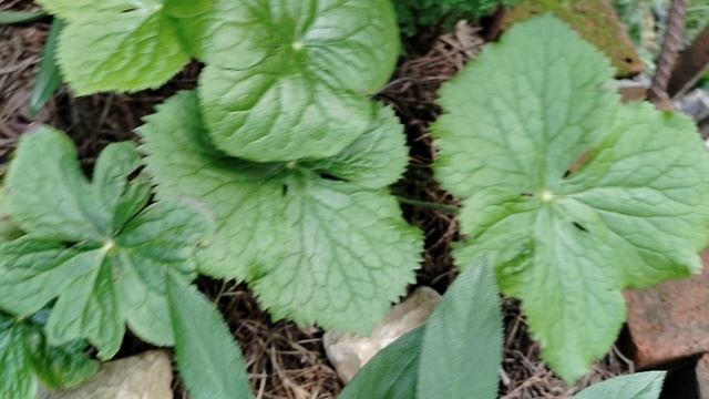 Теневой цветник, папоротники, орхидеи, морозники и поочее смотреть онлайн