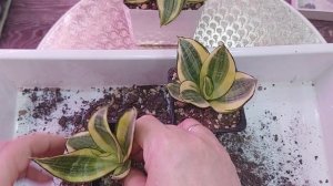 Пересадка  вариегатной сансенверии ●●●