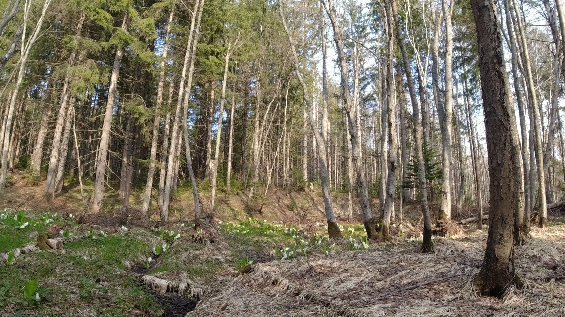 В этом лесу металлом несорили смотреть онлайн