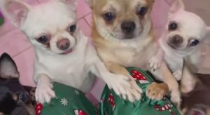 Утро начинаем с деликатеса - по нынешним временам.