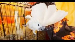 Всё, Жорик ПСИХАНУЛ КОНКРЕТНО и сказал всем нам и Люльке что он о нас думает)))