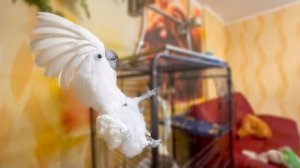 Мы ухахатываемся как Жорик НОСОМ ЗЕМЛЮ РОЕТ)))