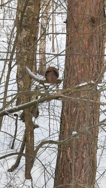 Белка-попрыгунья. смотреть онлайн